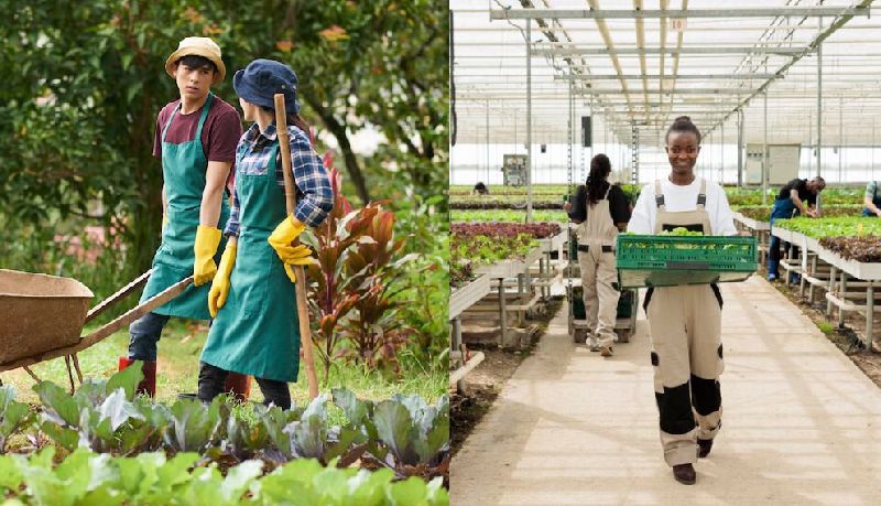 greenhouse-farming-vs-traditional-farming-quick-comparison-insongreen