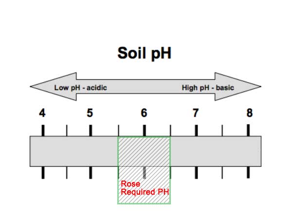 Rose Farming in Greenhouse: Cost, Yield, and Handbook - INSONGREEN